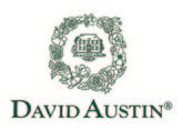 david-austin-roses