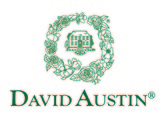 david-austin-roses